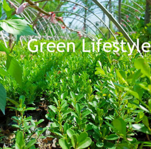 Green Lifestyle -Zhen-Ao