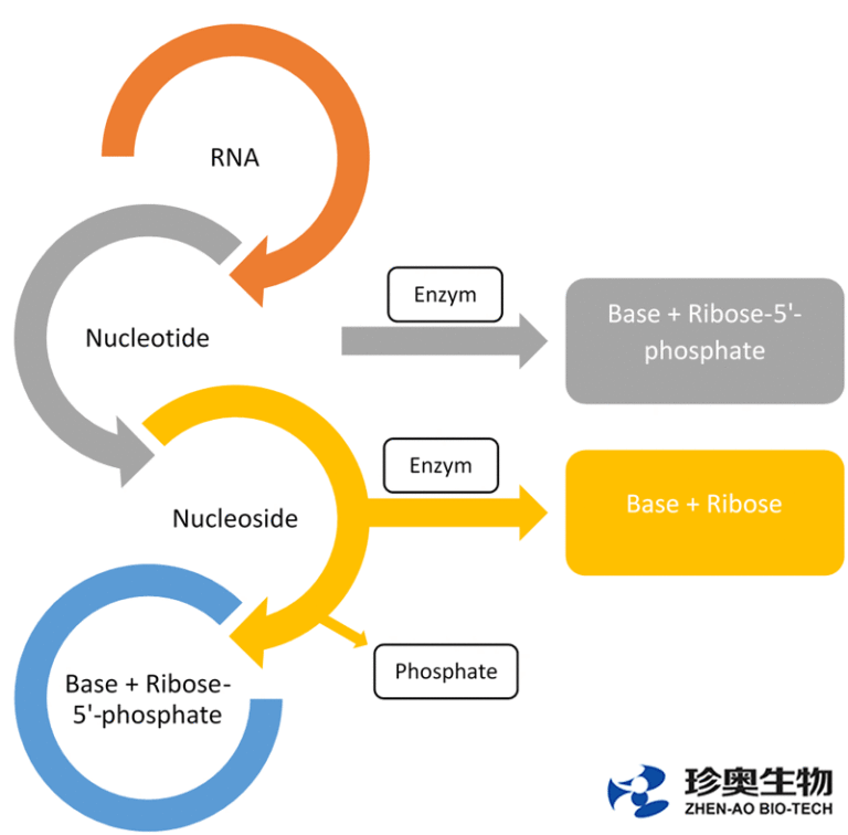 Enzyme, RNA, and Nucleotide