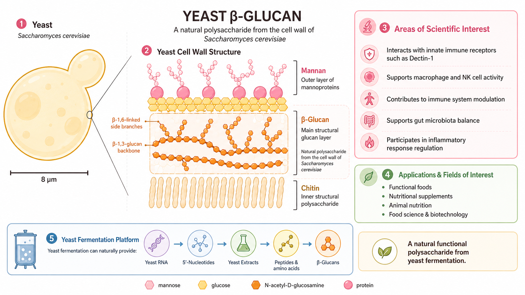 Yeast Beta-Glucan from saccharomyces cerevisiae yeast cell wall