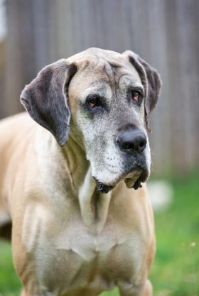 Larger dogs age faster.