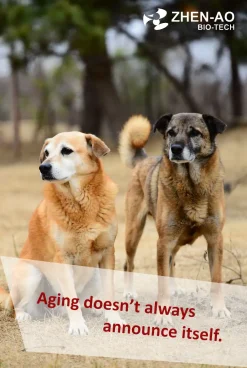 Mid-Size Dogs