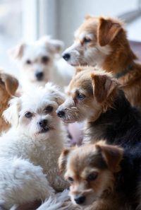 Lifespan of smaller breed dogs