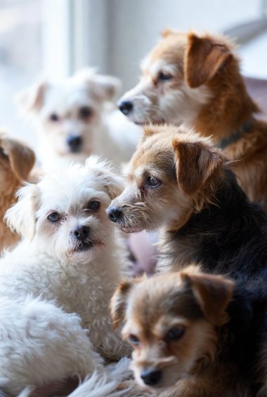 Lifespan of smaller breed dogs